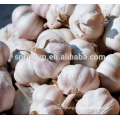 Non-polluting base planting natural garlic white garlic from China